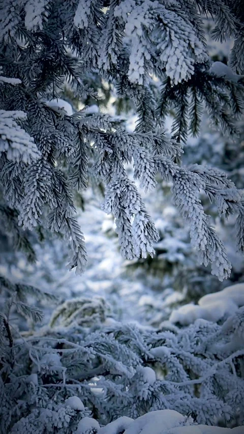 Winter forest. High quality video Stock-Footage 145974229