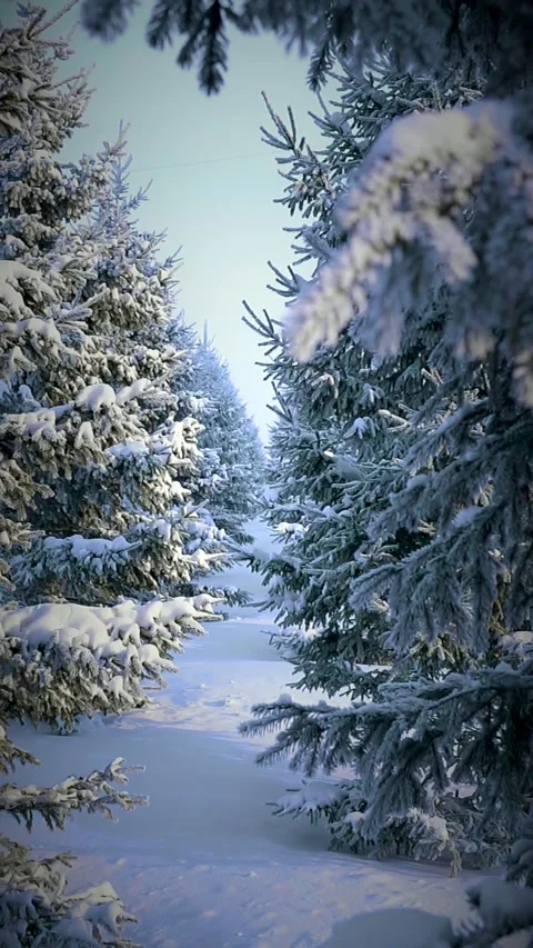 Winter forest. High quality video Stock-Footage 145974259