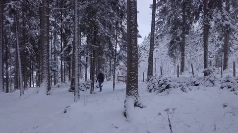 Winter Forest Hike Vídeo Stock 88709341