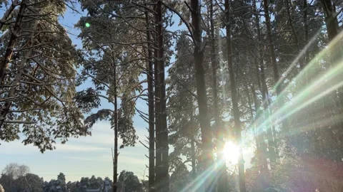 Winter forest hike Stock Footage 226950517