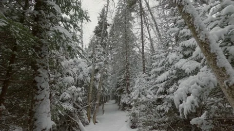 Winter forest hike Stock Footage 275294325