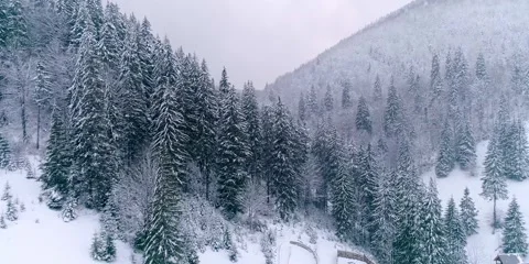 Winter forest with hills and tree covered by snow Stock Footage 279081963
