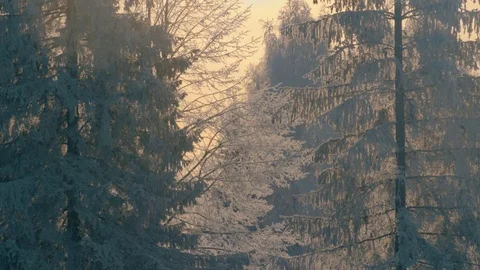 Winter forest in a hoarfrost. Stock Footage 72892582