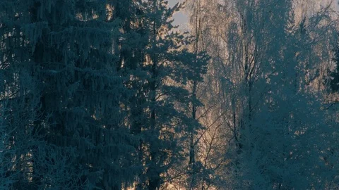 Winter forest in a hoarfrost. Wind is slightly swaying tree's branches Stock Footage 72777242