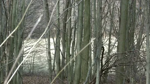 Winter forest in Hungary Stock Footage 134067700