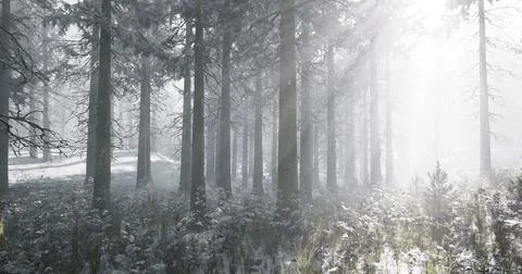 Winter forest illuminated by soft sunlight filtering through pine trees Stock Illustration