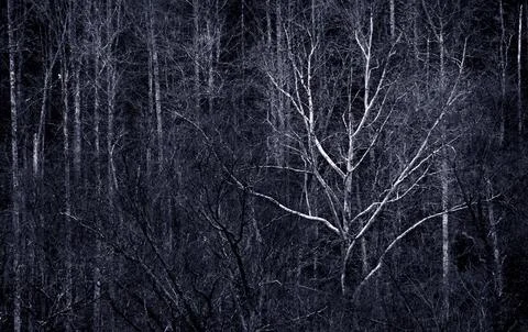 Winter Forest in Kentucky Stock Photos