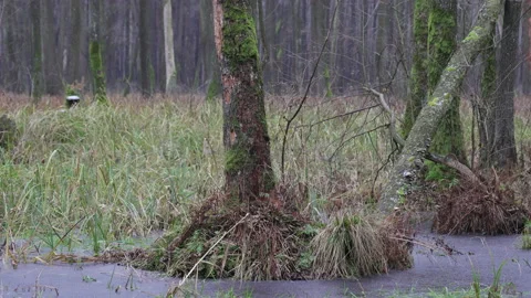 Winter forest landscape, 8K Stock Footage 166945815