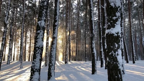 Winter forest landscape and sunset Stock Footage 85083887