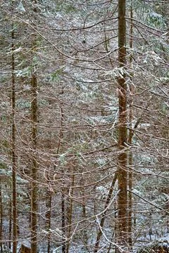 Winter forest landscape for background Stock Photos