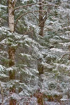 Winter forest landscape for background Foto stock
