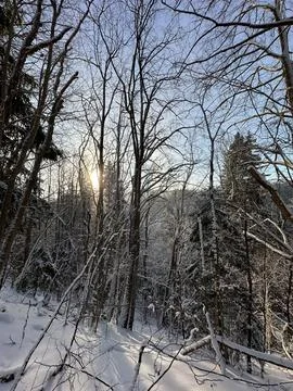 Winter forest landscape with bare deciduous trees and evergreen conifers co.. Stock Photos