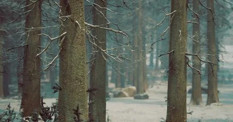 Winter forest landscape with bare trees and soft snowfall in a serene setting Stock-Illustration