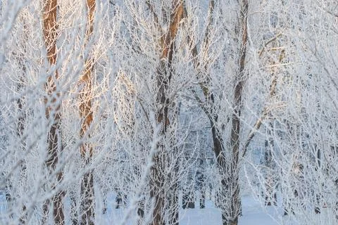 Winter forest landscape with bare trees covered by hoarfrost, sunlight shin.. Stock Photos