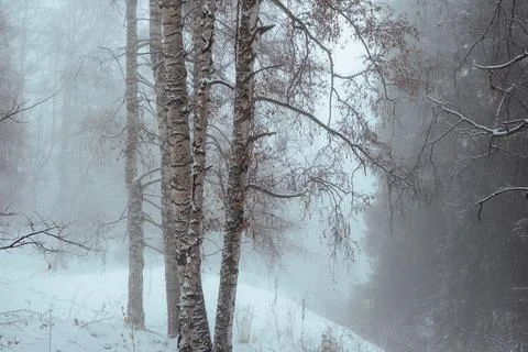 Winter forest landscape with birch trees in heavy fog and snow. Atmospheric b Stock Photos