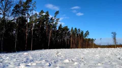 Winter forest landscape. Blue sky over forest and meadow under snow. Stock Footage 232217318