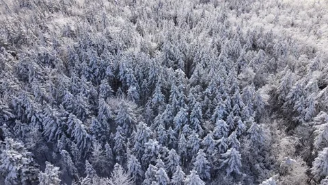 Winter Forest Landscape In Canada Halifax Suburbs From Cinematic Drone Angle Stock Footage 328318695