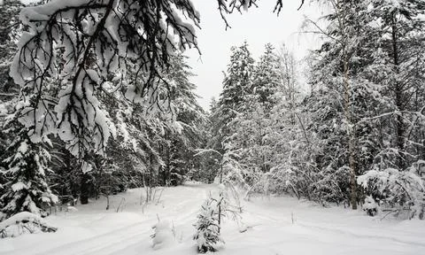 Winter forest landscape on a cloudy day after heavy snowfall. Stock-Fotos