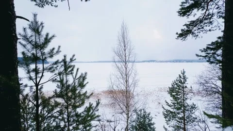 Winter forest landscape in cloudy weather. Falling snow in a pine forest.  Stock Footage 275594510