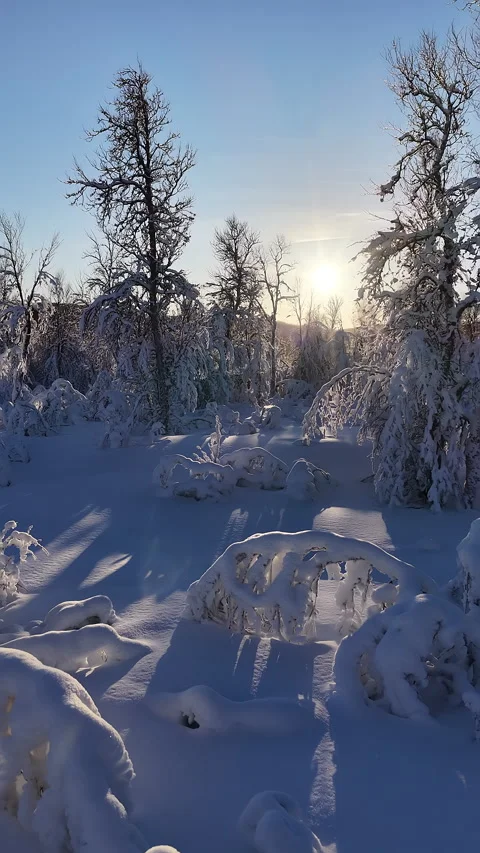 Winter forest landscape covered in snow during sunrise, Norway Stock-Footage 345669417