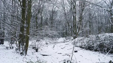 Winter Forest Landscape covered in Snow. Snowy Winter Woodland Stock Photos