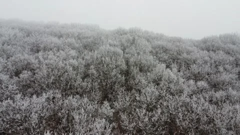 Winter forest landscape covered with white snow, top view, camera movement. Stock Footage 297676256