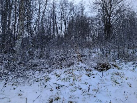 Winter forest landscape in the daytime. Stock-Fotos