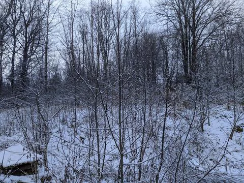 Winter forest landscape in the daytime. Stock Photos