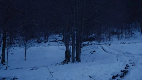 Winter Forest Landscape with Deep Snow and Dark Trees 4K Stock Footage 328246718