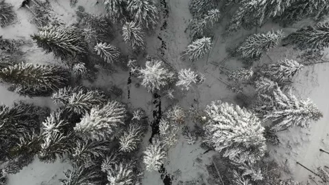 Winter forest landscape from a drone Stock Footage 232367041