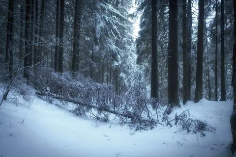 Winter forest landscape, fall trunk and trees covered with snow in misty fore Foto stock