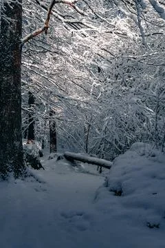 Winter Forest Landscape with Fallen Tree in Snow Stock Photos