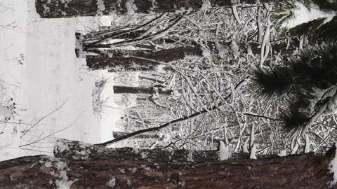 Winter forest landscape with falling snow among pine trees at snow covered land Stock Footage 158825246