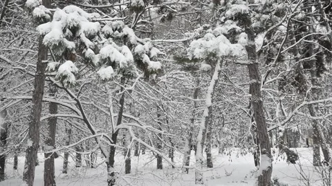 Winter forest landscape with falling snow among pine trees at snow covered land Stock Footage 160153702