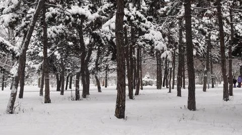 Winter forest landscape with falling snow among pine trees at snow covered land Stock Photos