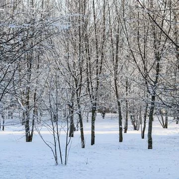 Winter forest landscape featuring bare trees covered in fresh white snow an.. Stock Photos