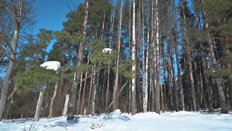 A winter forest landscape featuring snow-covered trees under clear blue skies. 스톡 동영상 337101568