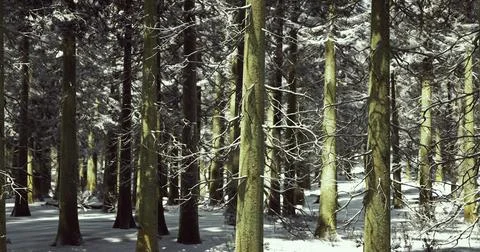 Winter forest landscape featuring tall trees covered in snow Stock-Illustration