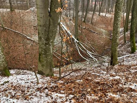Winter Forest Landscape with First Snow on Fallen Brown Leaves Stock Photos