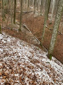 Winter Forest Landscape with First Snow on Fallen Brown Leaves Stock Photos