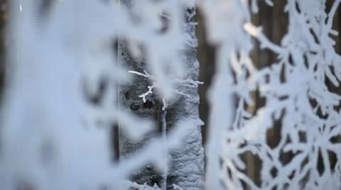 Winter forest landscape - focus and pan play on frozen trees Video stock 10595355