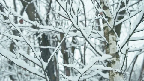 Winter forest landscape Video stock 83076935