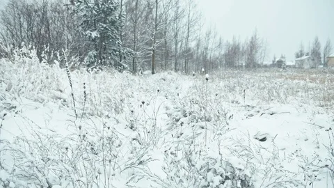 Winter forest landscape. Stock Footage 83078452