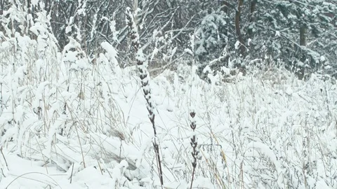 Winter forest landscape. Stock Footage 83079081