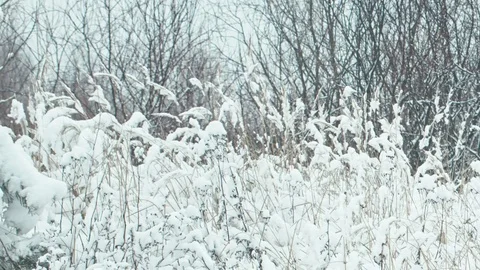 Winter forest landscape. Video stock 83079418