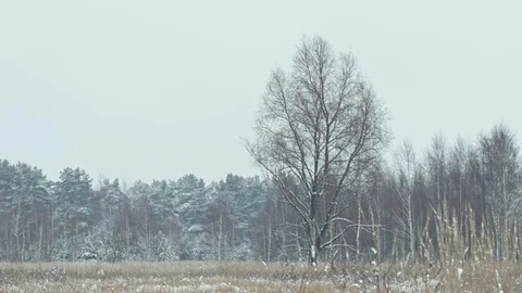 Winter forest landscape. Stock Footage 83079628