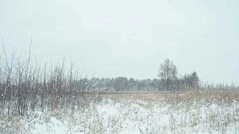 Winter forest landscape. Stock Footage 83079744