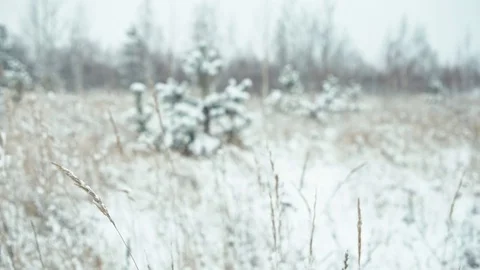 Winter forest landscape Stock Footage 83080199