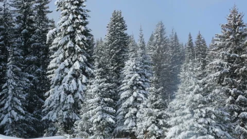 Winter forest landscape 库存影片 87763166