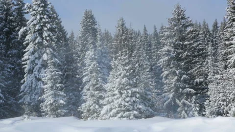 Winter forest landscape 스톡 동영상 87763228